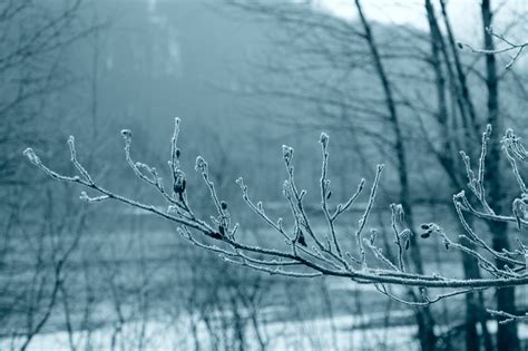 Free Images Tree Water Nature Branch Cold Dew Black And White