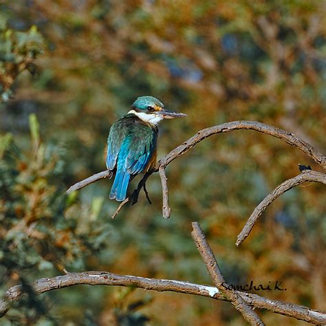 Sacred Kingfisher Orange Nsw Australia Somchai Kanchanasut Flickr