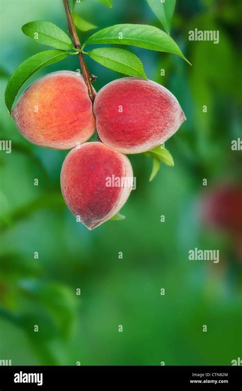 Peaches Hanging On A Tree Branch Stock Photo Alamy