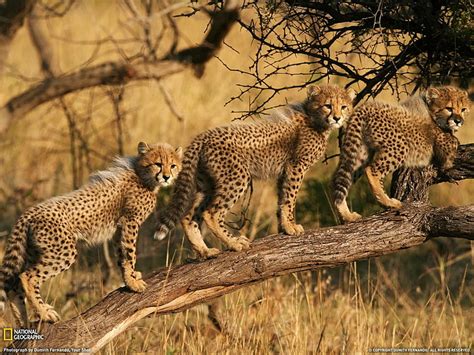 Animal Baby Cheetah Cub Wildlife Hd Wallpaper Wallpaperbetter