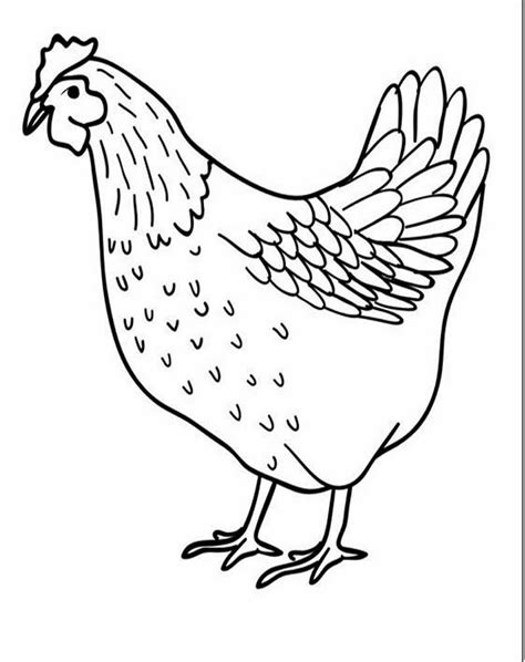 Sketsa Gambar Ayam