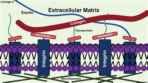 Extracellular Matrix Biochemistry Medbullets Step 1