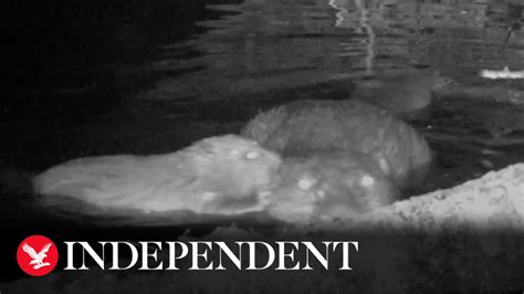 First Baby Beaver Born On Exmoor For 400 Years Youtube