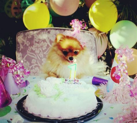 Pomeranian Birthday Happy Birthday Dog Birthday Birthday Happy
