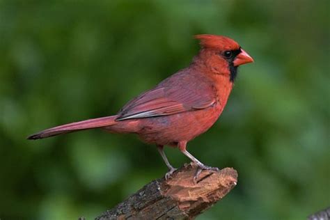 70 Free Northern Cardinal And Cardinal Images