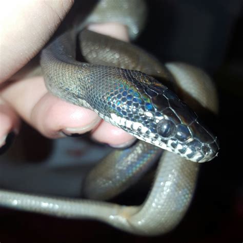 Sold White Lipped Pythons Faunaclassifieds