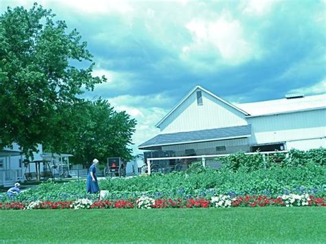 Plants placed outdoors during summer may have a reduced problem with spider mites. Amish Pest Control - for "all bugs" (With images) | Garden ...