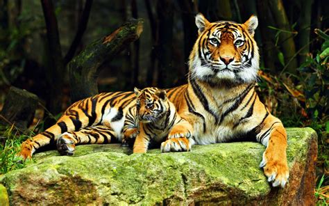 Fond Décran Tigre Faune Gros Chats Zoo Des Bébés Animaux Jungle