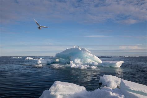 ‘a Climate Emergency Unfolding Before Our Eyes Arctic Sea Ice Has