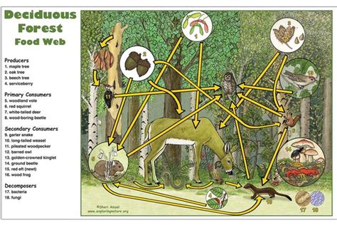 Pin on Deciduous forest