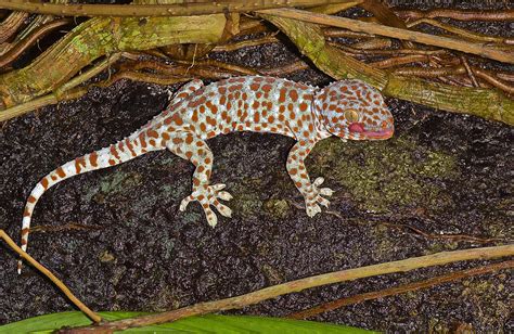 Tokeh Eine Große Farbenprächtige Geckoart Foto And Bild Tiere Wildlife Amphibien And Reptilien