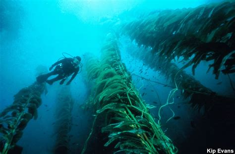 Looking Up At A Diver In A Giant Kelp Forest Kelp Forest Us Forest