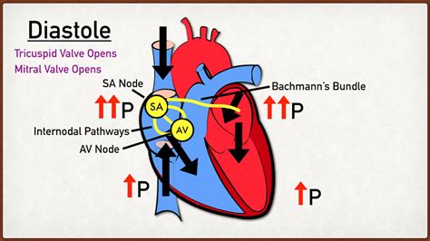 Cardiac Cycle Phases And Blood Flow Step By Step Heart Diagram — Ezmed