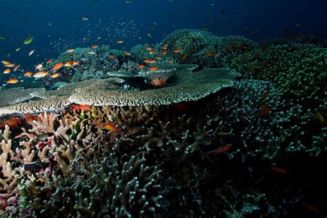 Tubbataha Reefs Natural Park In Philippines Times Of India Travel