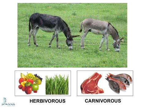 WHAT DO ANIMALS EAT?