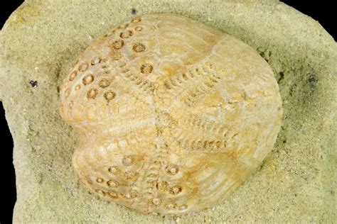 12 Sea Urchin Lovenia Fossil On Sandstone Beaumaris Australia For Sale 144395