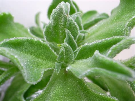 可口美麗的水晶冰菜 Crystalline Iceplant，mesembryanthemum Crystallinum
