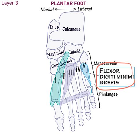 Gross Anatomy Glossary Flexor Digiti Quinti Brevis Aka Flexor Digiti Minimi Brevis Draw It