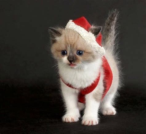 A Cute Santa Christmas Animals Christmas Kitten