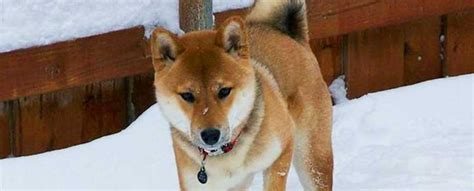 Hokkaido Dog Featured Image Dog Breed Info Hokkaido Dog Spitz Dogs