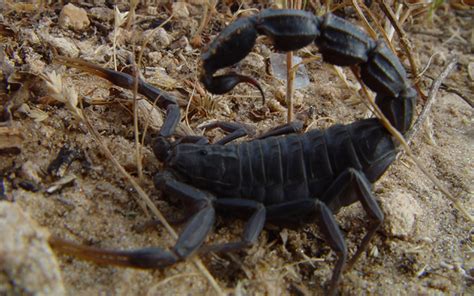 Can A Scorpion Kill A Human