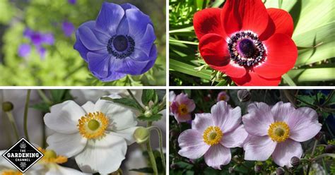 Anemones Are A Perennial Flowering Plant That Is Part Of The Buttercup