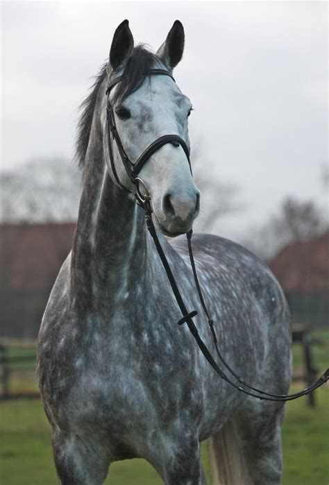 50 Shades Of Dappled Grey Horse Nation Dapple Grey Horses Grey