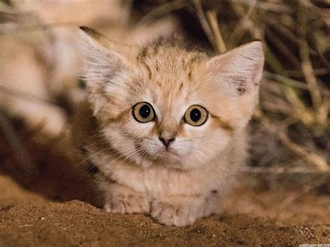 Sand Cat Kittens Filmed In The Wild For The First Time Ever Video