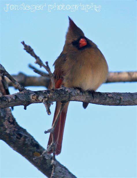 Northern Illinois Birder Northern Cardinal Illinois State Bird