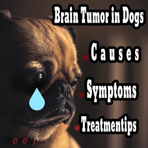 Brain Tumor In Dogs Causes Symptoms And Treatment Rlookatmydog