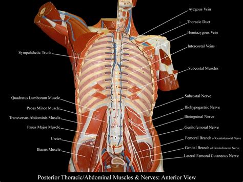 Download files and build them with your 3d printer, laser cutter, or cnc. Torso Model Anatomy Labeled : Biol 160 Human Anatomy And Physiology - Rib cage diagram with ...