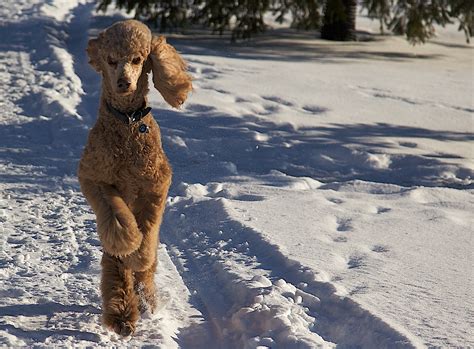 10 Dogs Walking On Their Hind Legs Rover Blog