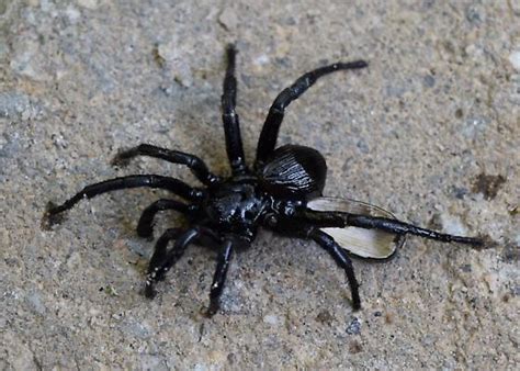 Ravine Trapdoor Spider Cyclocosmia Truncata Bugguidenet
