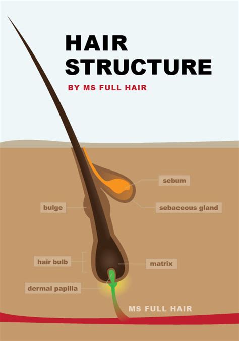 This will stimulate the maximum number of growth factors in the scalp, maximizing hair growth. Women's Hair Loss 101: Hair follicle structure and hair ...