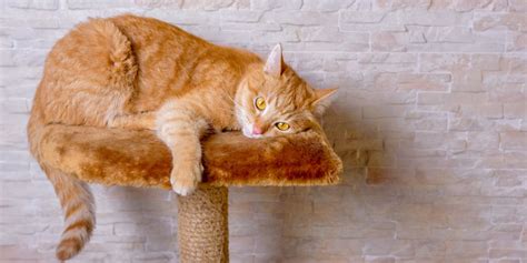 8 Gorgeous Orange Cat Breeds That Make Great Pets With Pictures