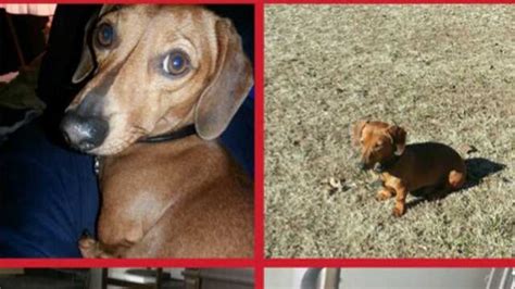 Lost And Found Pets Around Oklahoma