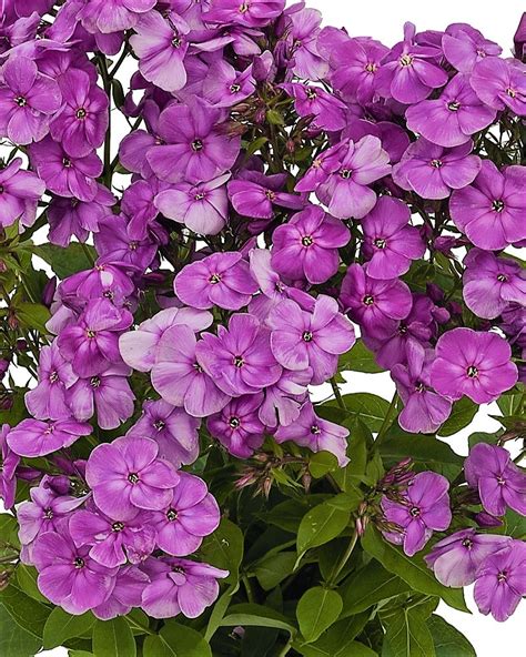 Phlox Paniculata Flame ‘purple Imp James Greenhouses Perennial