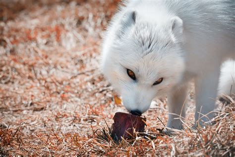 Arctic Fox Diet What Do Arctic Foxes Eat Animal Spotlight