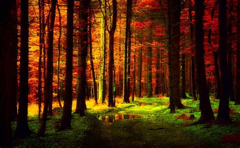 Autumn Forest Background Download Free Pixelstalknet