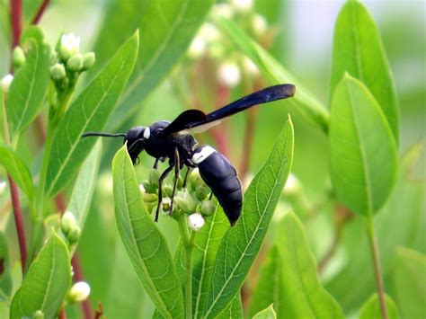 The Female Black Wasp Is A Busy Bee Busy Bee Wasp Bee