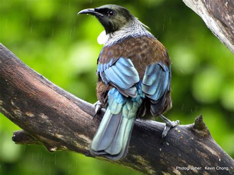 9 Tui Facts A Vocal New Zealand Bird New Zealand Nature Guy