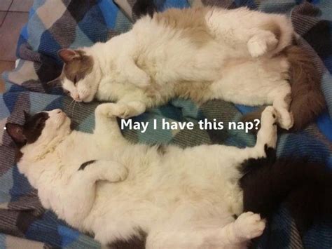 May I Have This Nap Lolcats Lol Cat Memes Funny Cats Funny