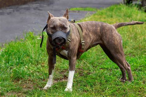 Do Pitbulls Have Lockjaw Myths And Truth Of Lockjaw In Pitbulls