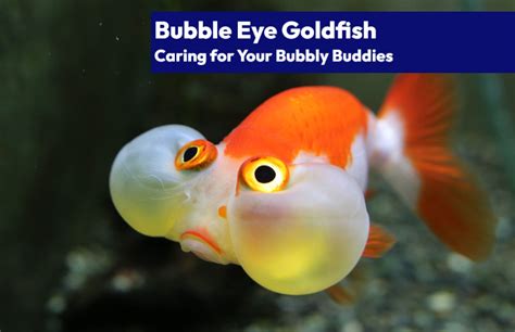 Bubble Eye Goldfish Caring For Your Bubbly Buddies Learn The Aquarium