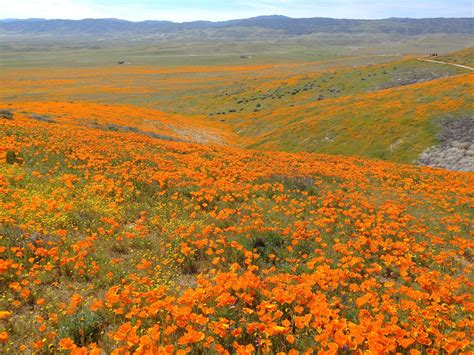Maybe you would like to learn more about one of these? Antelope Valley Poppy Reserve, Southern California. 26th ...
