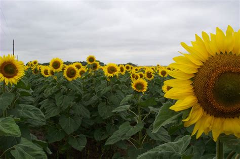 Giant Sunflower Helianthus Annual 20 Seeds Seeds For Africa