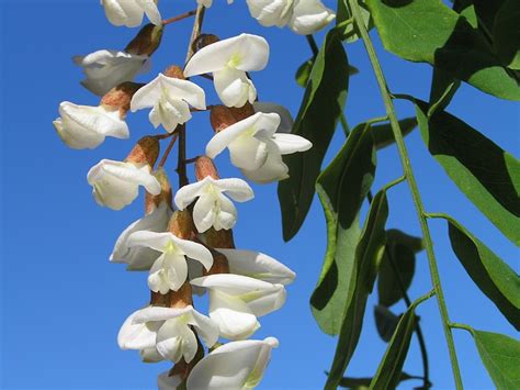 Black Locust Information How To Care For A Black Locust Tree