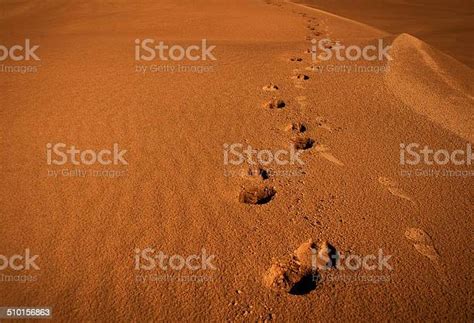 Footprint Or Footstep Of Camels In Desert Stock Photo Download Image