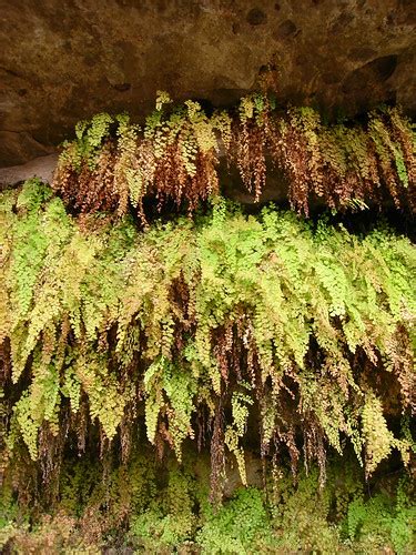 Fern Cave Caprock Canyons State Park Asheleen Flickr