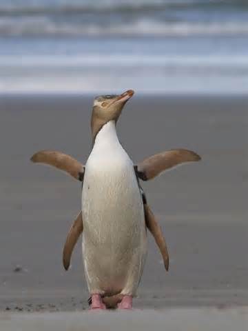 Photo by christian mehlführer (wikimedia). Yellow-eyed Penguins - ABC News (Australian Broadcasting ...